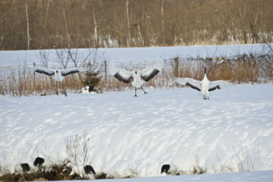 Image of Japanese Crane