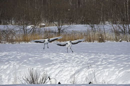 Image of Japanese Crane