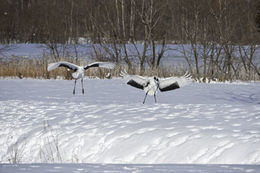 Image of Japanese Crane