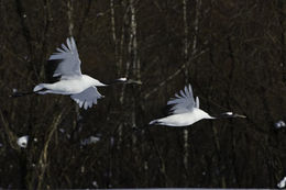 Image of Japanese Crane