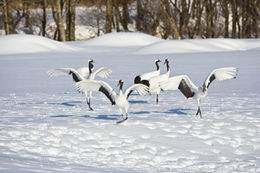 Image of Japanese Crane