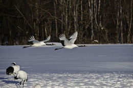 Image of Japanese Crane