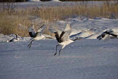 Image of Japanese Crane