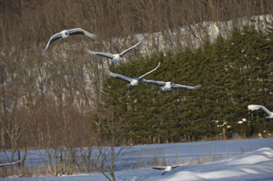 Image of Japanese Crane