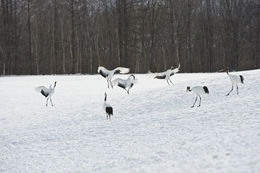 Image of Japanese Crane