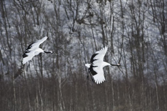 Image of Japanese Crane