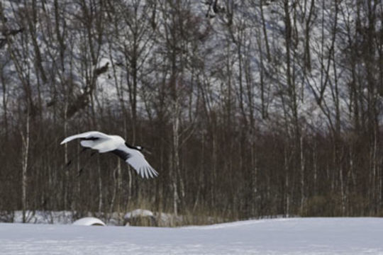 Image of Japanese Crane