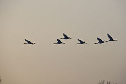 Image of Japanese Crane