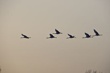 Image of Japanese Crane