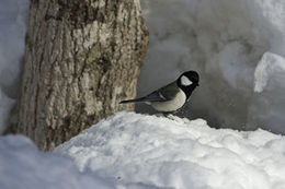 Image of Great Tit