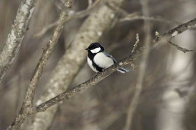 Image of Great Tit