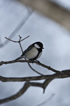 Image of Great Tit