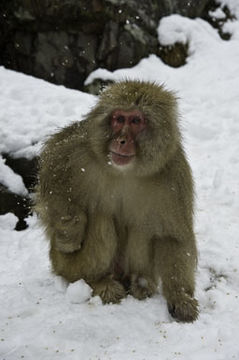 Image de Macaque Japonais