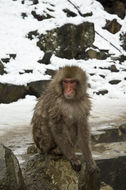 Image of Japanese Macaque