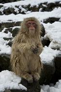 Image of Japanese Macaque