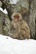 Image of Japanese Macaque