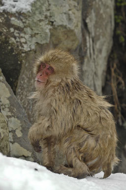 Image of Japanese Macaque