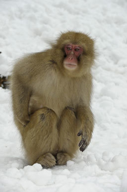 Image of Japanese Macaque