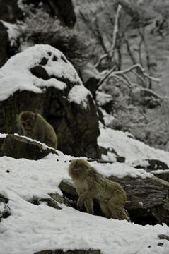 Image de Macaque Japonais