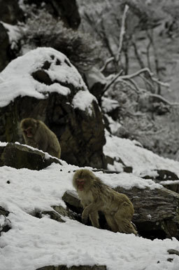 Image of Japanese Macaque