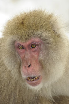 Image de Macaque Japonais