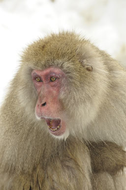 Image of Japanese Macaque