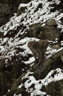 Image of Japanese Macaque