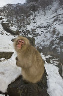 Image of Japanese Macaque