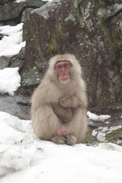 Image de Macaque Japonais