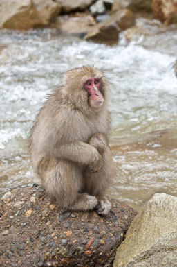 Image de Macaque Japonais