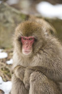 Image de Macaque Japonais