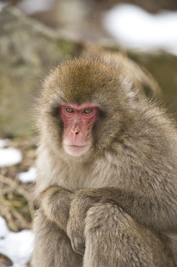 Image of Japanese Macaque