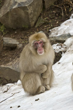 Image of Japanese Macaque
