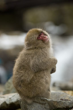 Image de Macaque Japonais