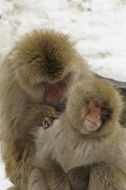 Image de Macaque Japonais