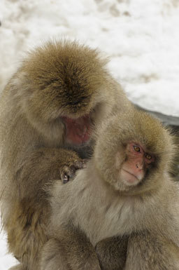 Image of Japanese Macaque