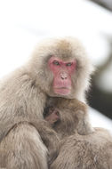 Image of Japanese Macaque