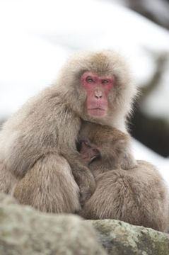 Image de Macaque Japonais