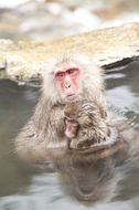 Image de Macaque Japonais