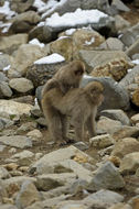 Image of Japanese Macaque