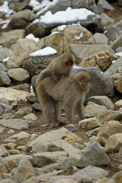 Image de Macaque Japonais