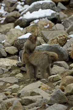 Image of Japanese Macaque