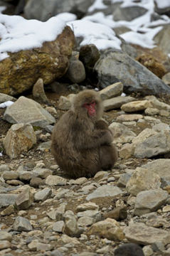 Image of Japanese Macaque