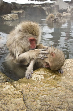 Image of Japanese Macaque