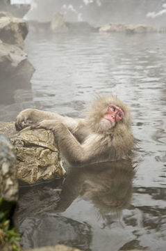 Image of Japanese Macaque