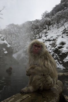 Image of Japanese Macaque