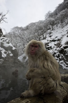 Image de Macaque Japonais