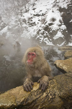 Image de Macaque Japonais