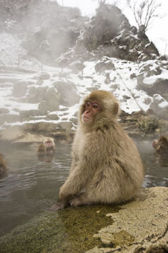 Image de Macaque Japonais