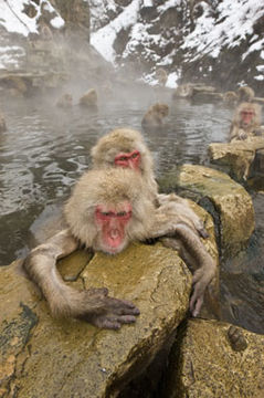 Image de Macaque Japonais